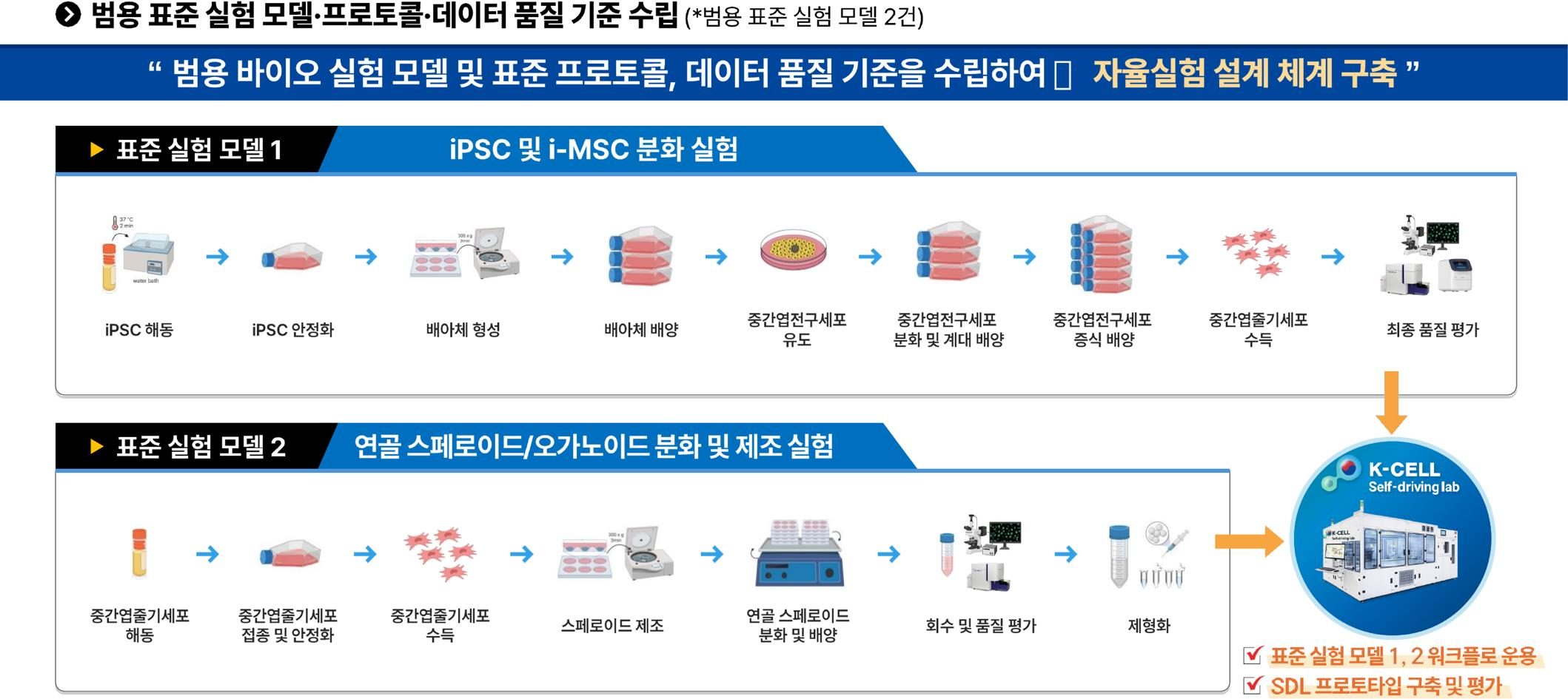 표준 실험 모델 1(iPSC 및 i-MSC 분화)과 모델 2(연골 스페로이드/오가노이드 분화 및 제조)의 공정 흐름